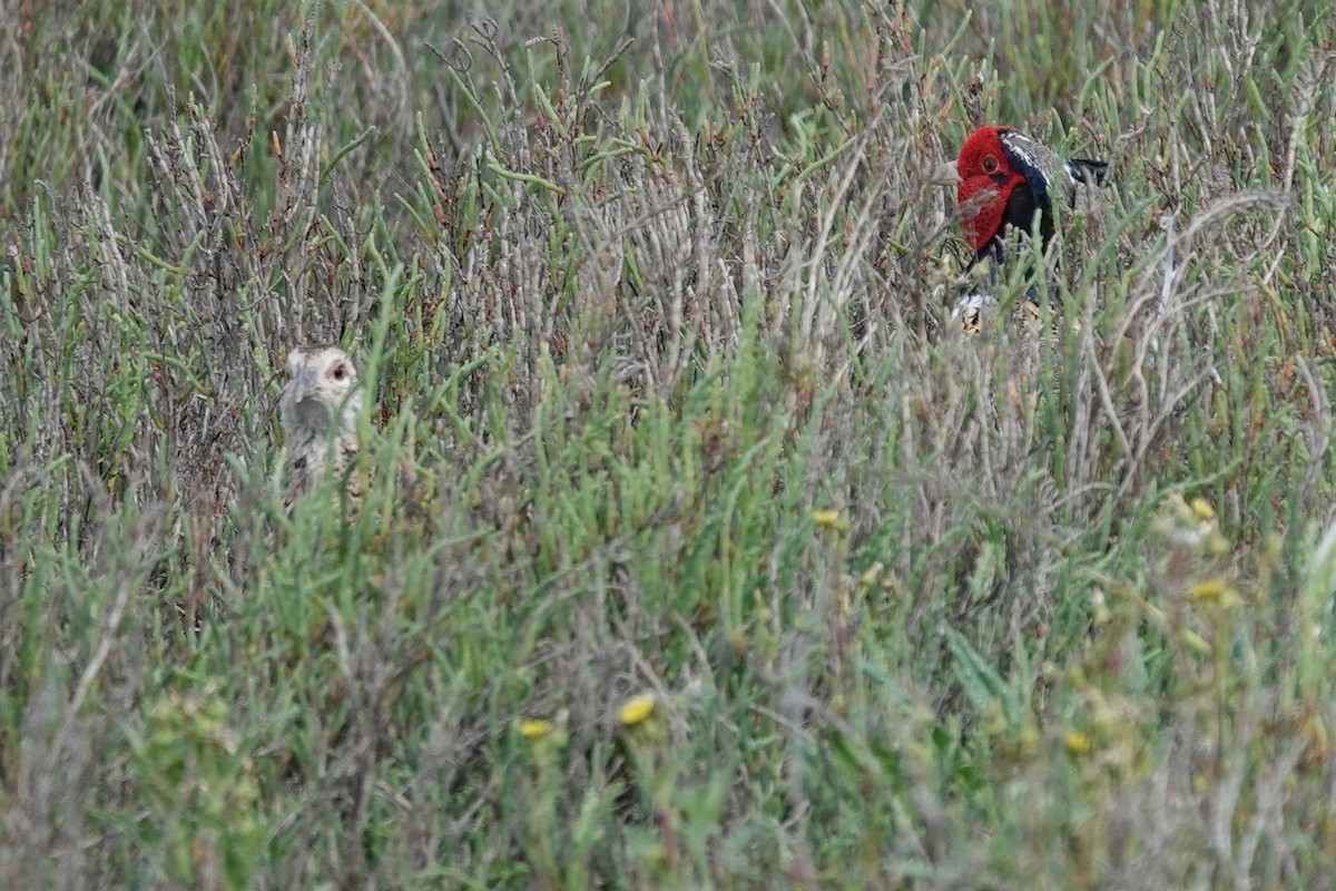 Ring-necked Pheasant - ML619534357