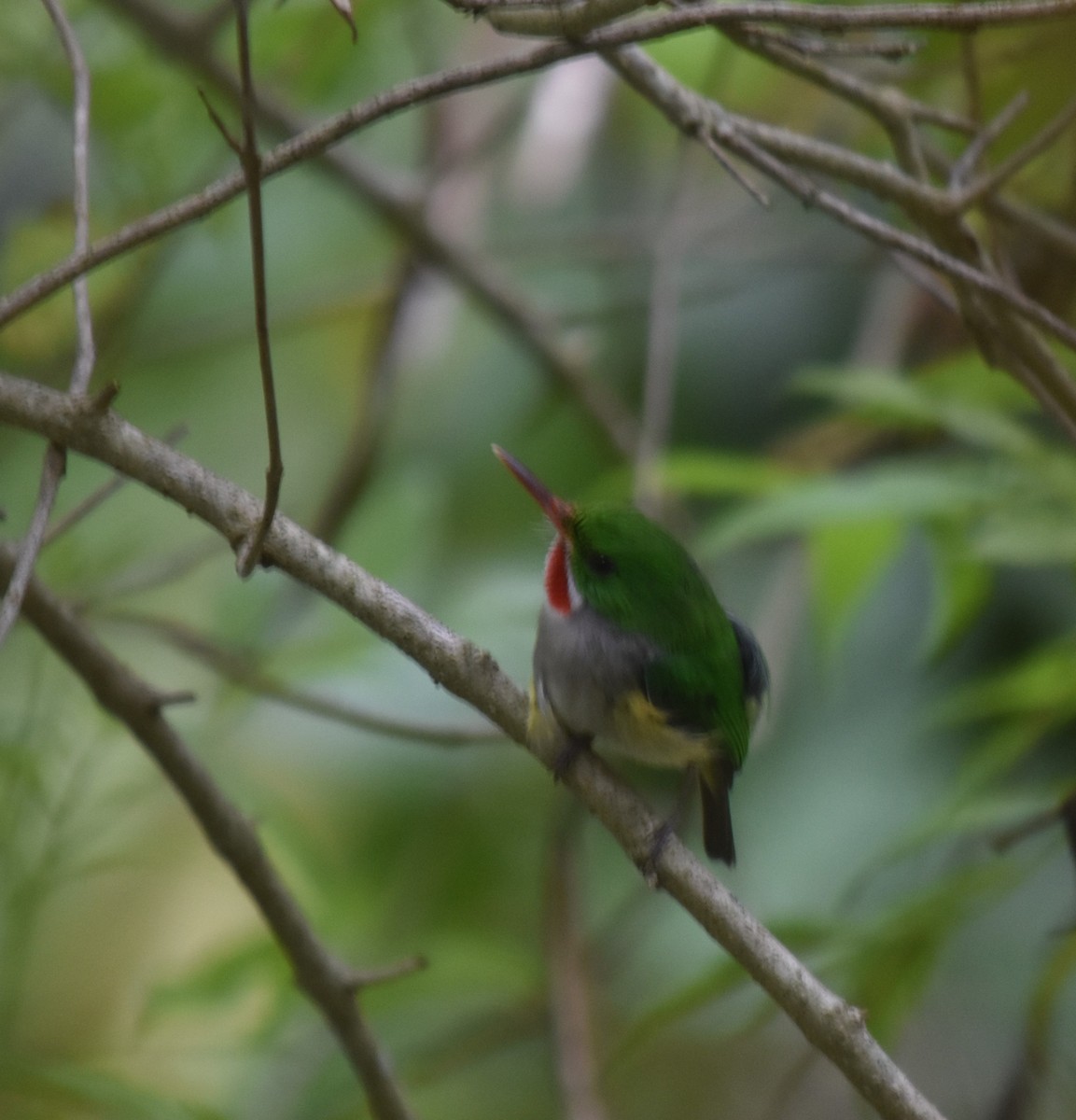 Puerto Rican Tody - Bill Tweit