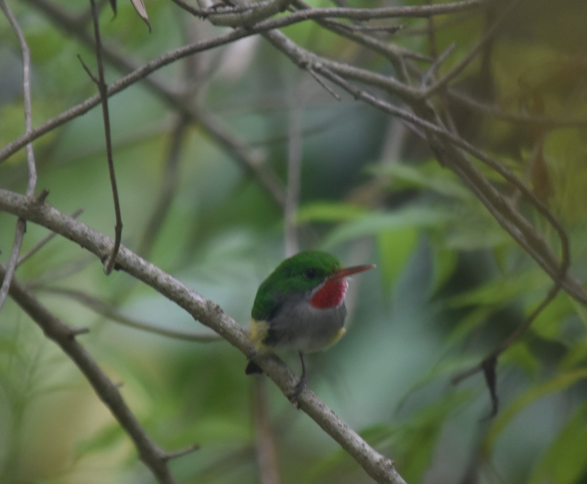 Puerto Rican Tody - Bill Tweit