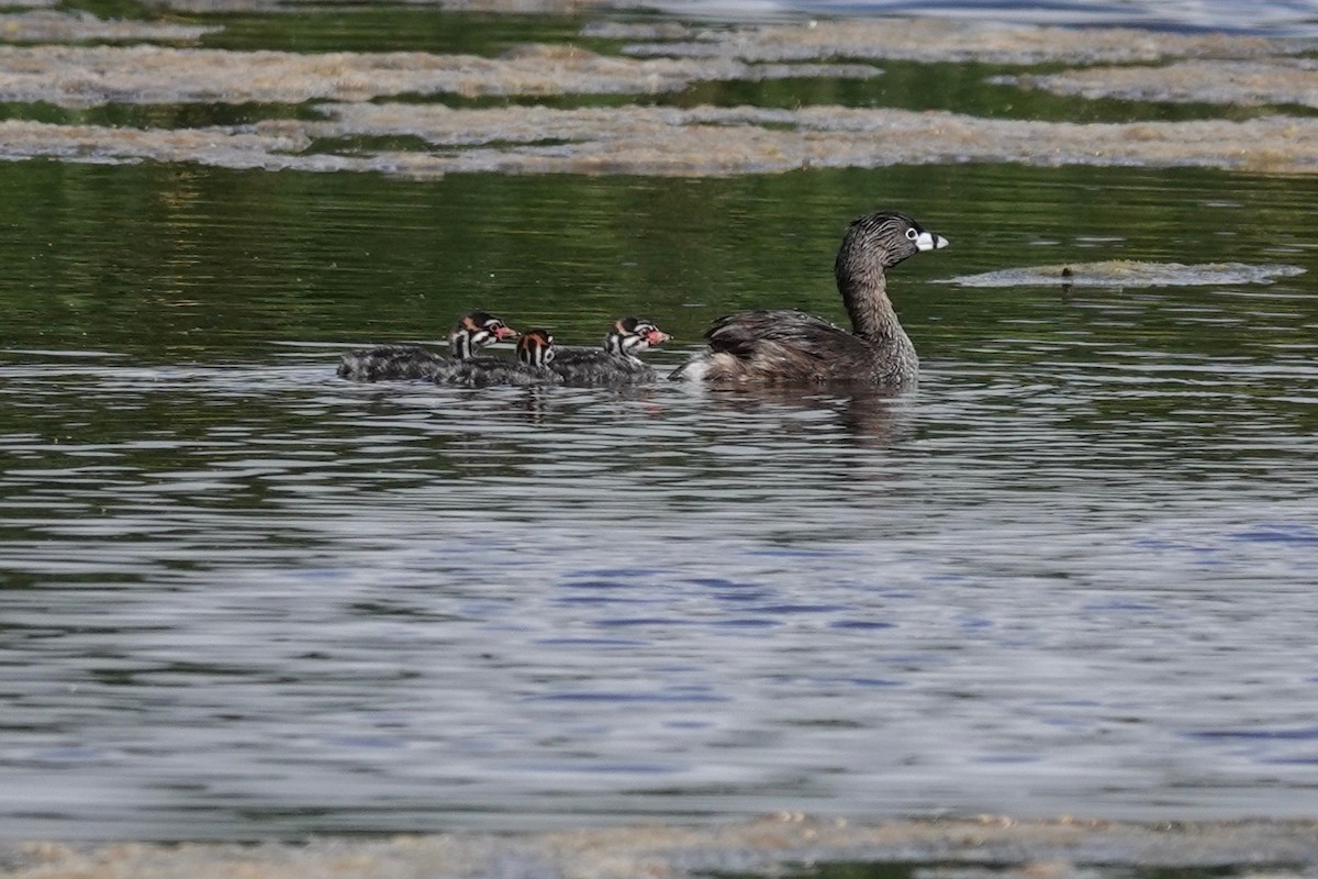 Pied-billed Grebe - ML619534362