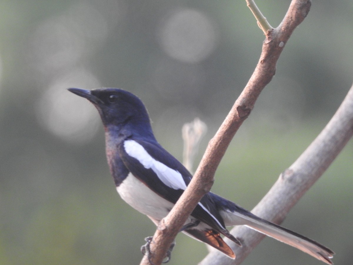 Oriental Magpie-Robin - Bhavuk Vijay