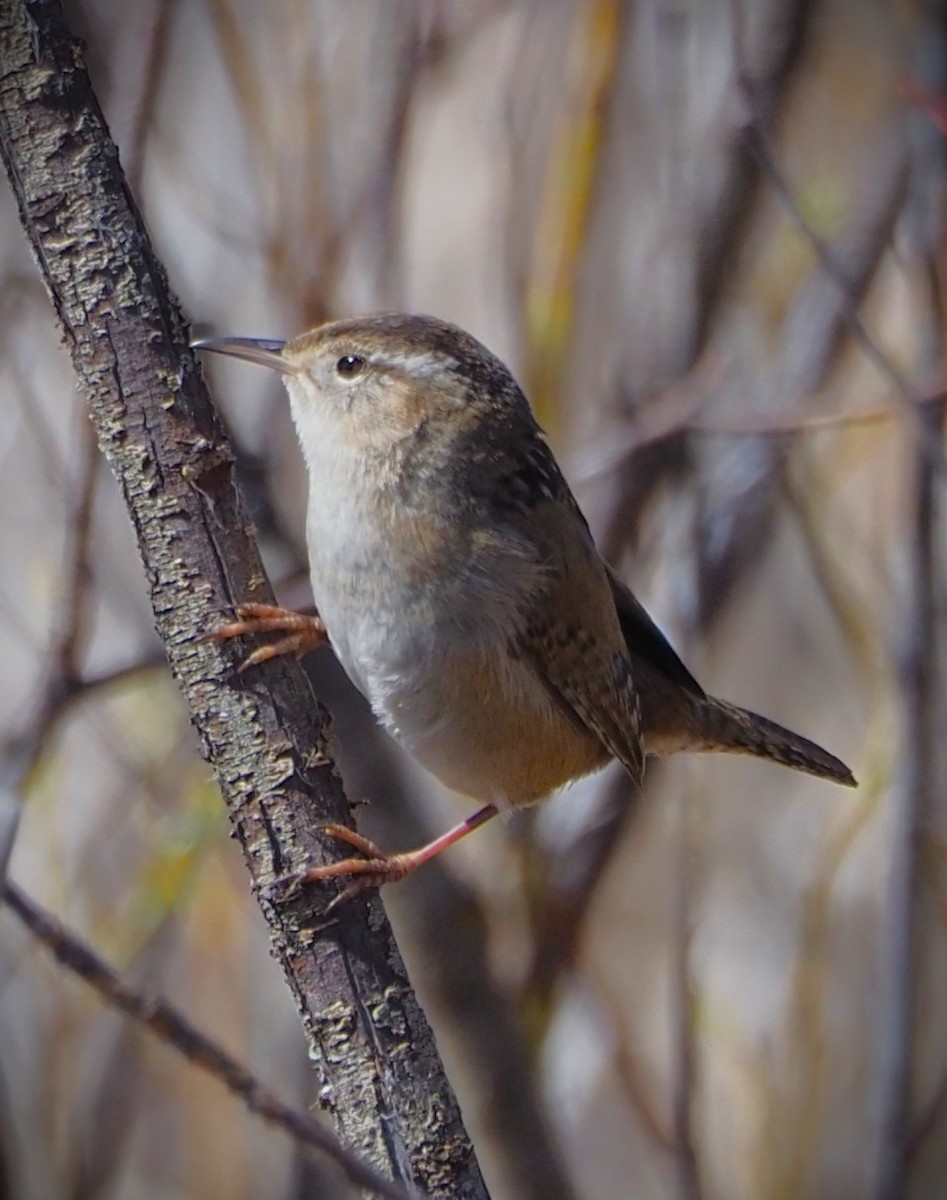 Marsh Wren - Dick Cartwright