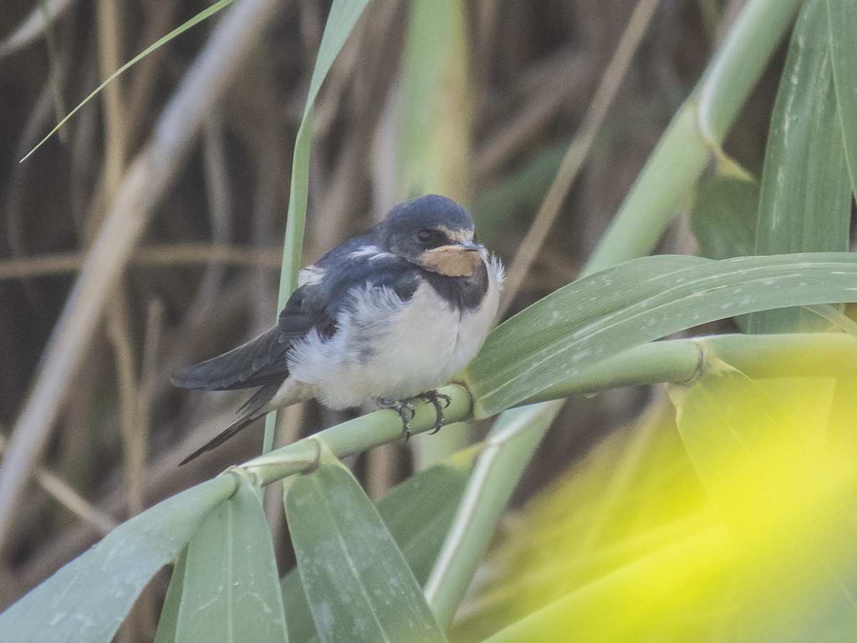 Barn Swallow - Abbas Mahjoob