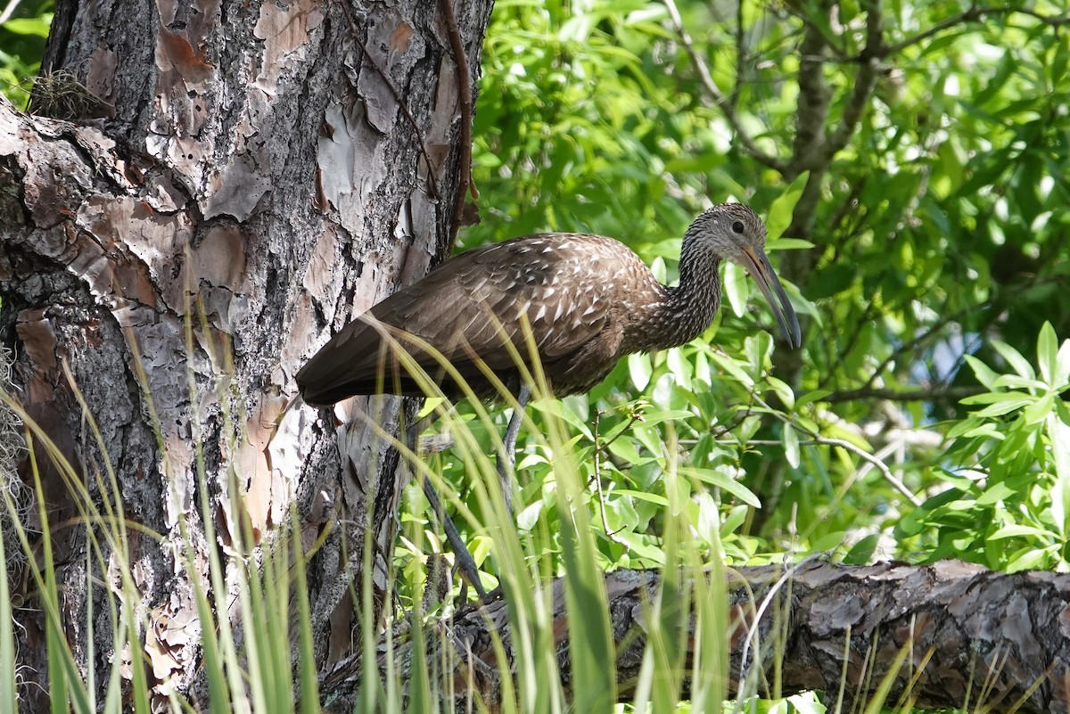 Limpkin - Michon Floreani