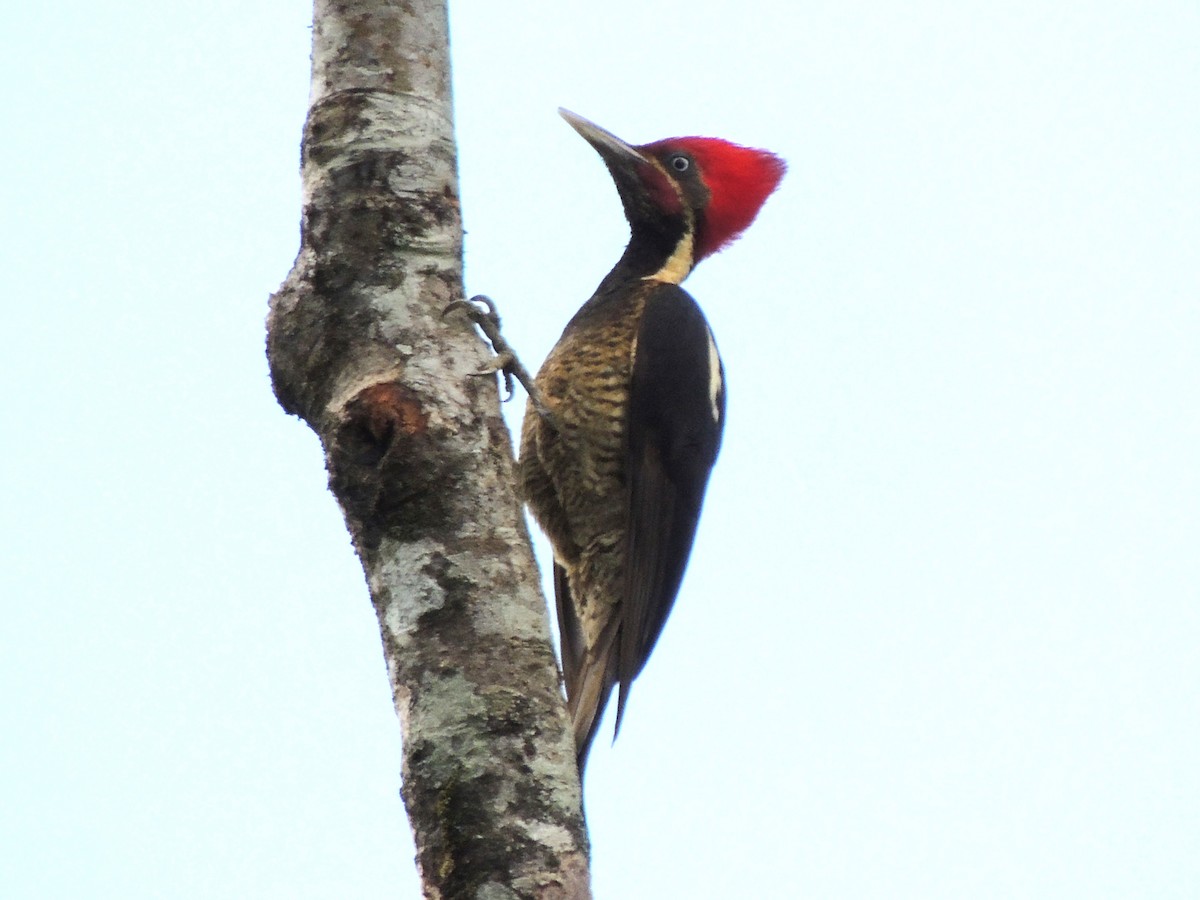 Lineated Woodpecker - Roger Lambert