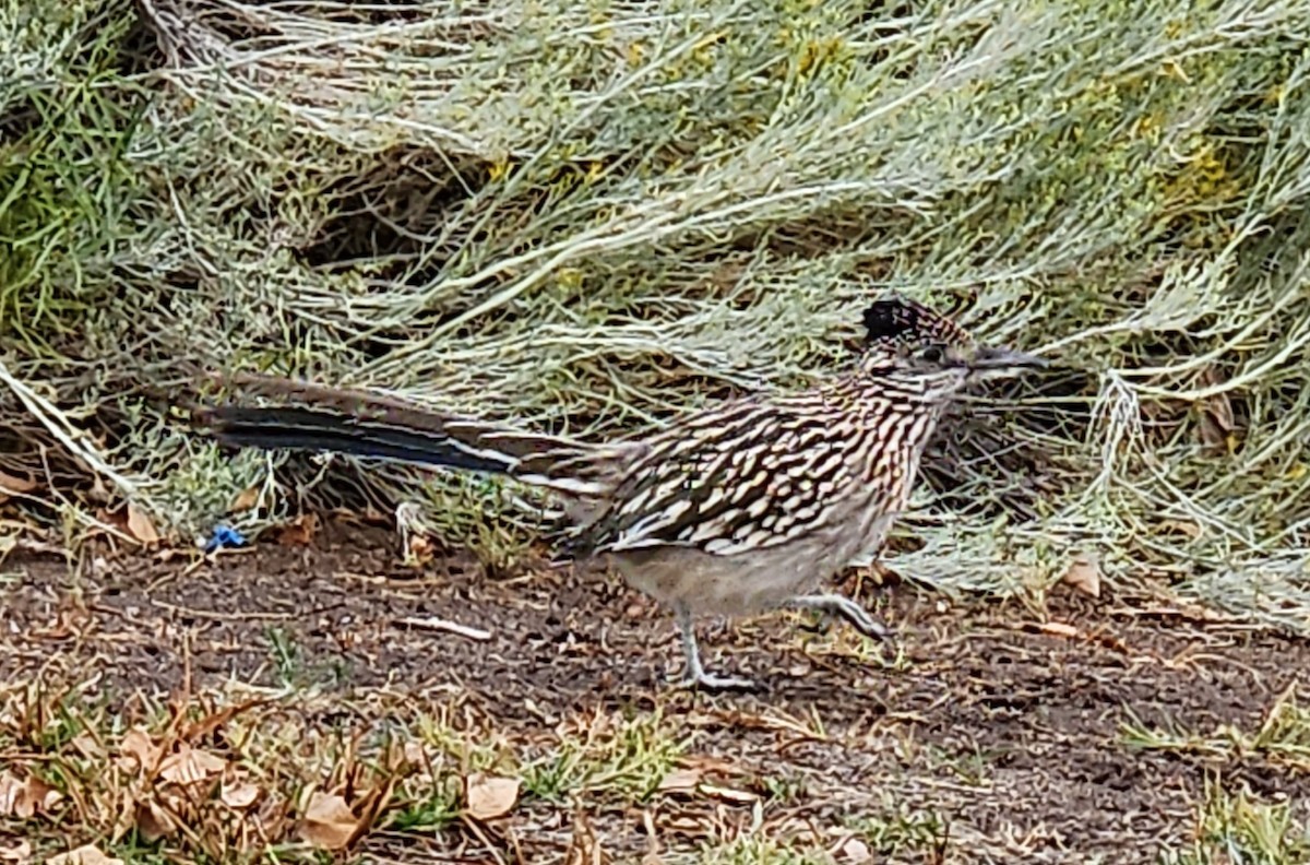 Greater Roadrunner - Nancy Cox