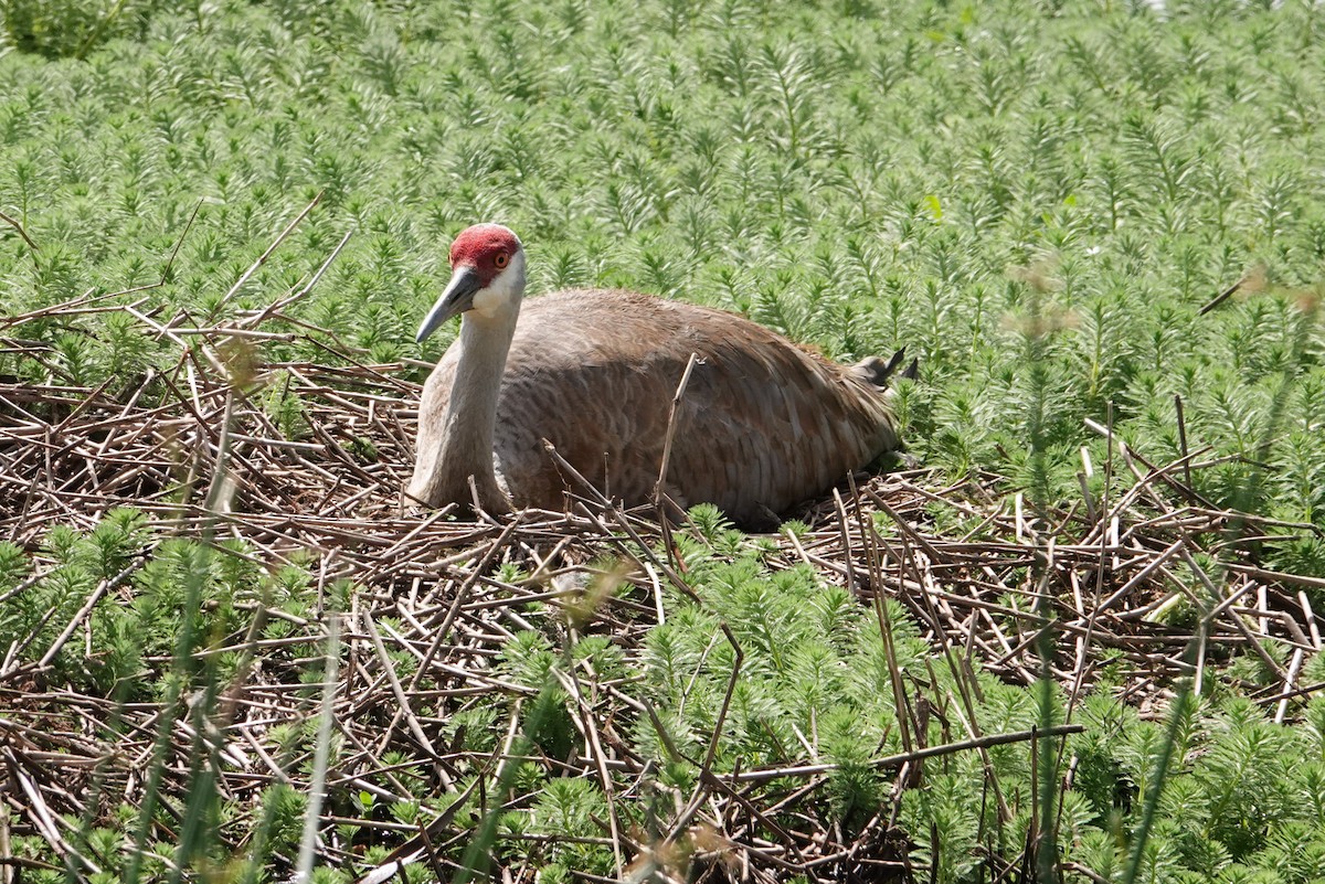 Sandhill Crane - Michon Floreani