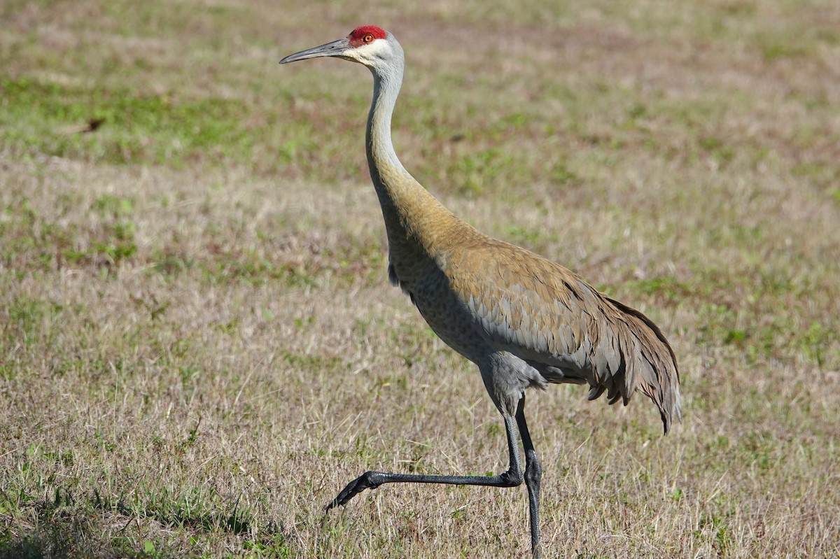 Sandhill Crane - Michon Floreani