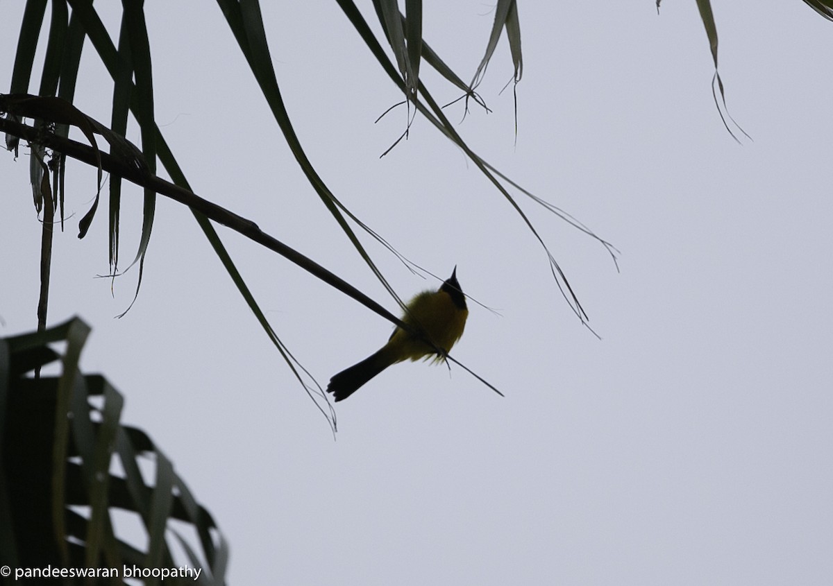 Hooded Oriole - Pandeeswaran  Bhoopathy