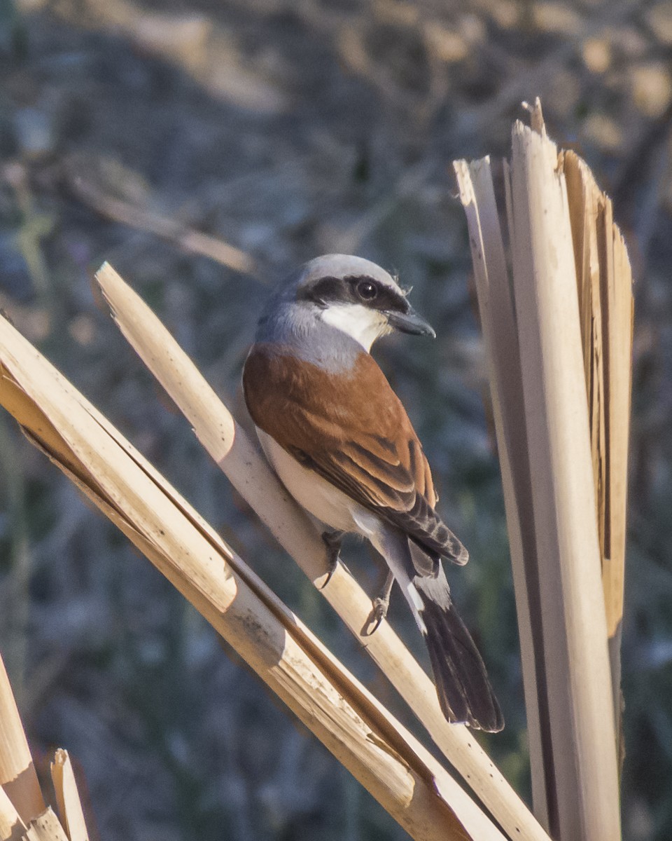 Red-backed Shrike - Abbas Mahjoob