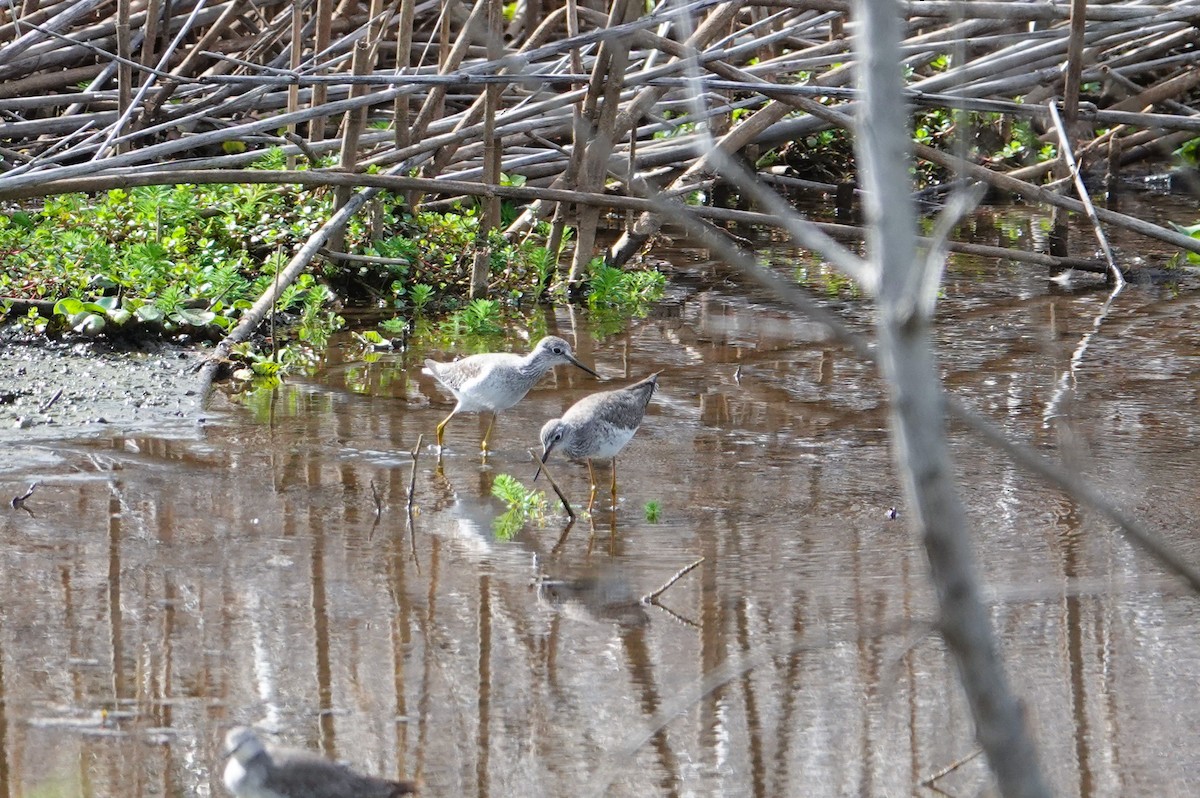 Lesser Yellowlegs - Michon Floreani