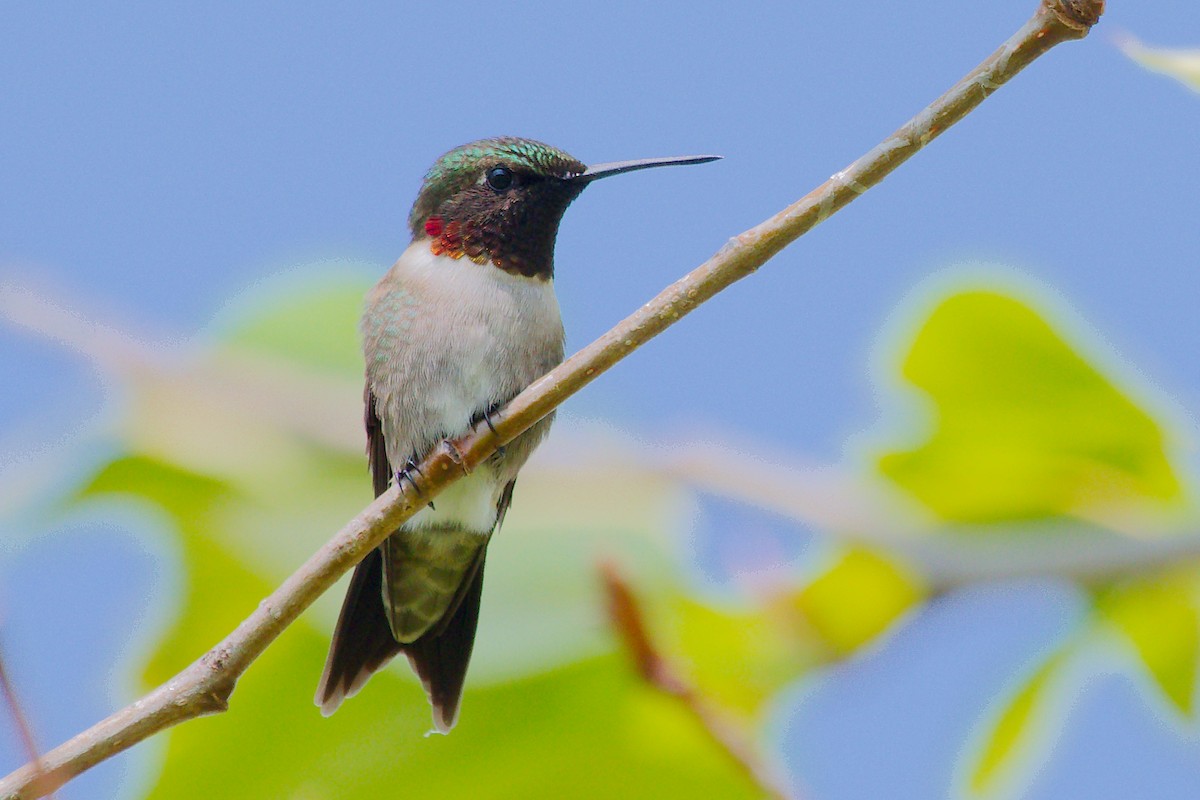 Ruby-throated Hummingbird - Rick Beaudon