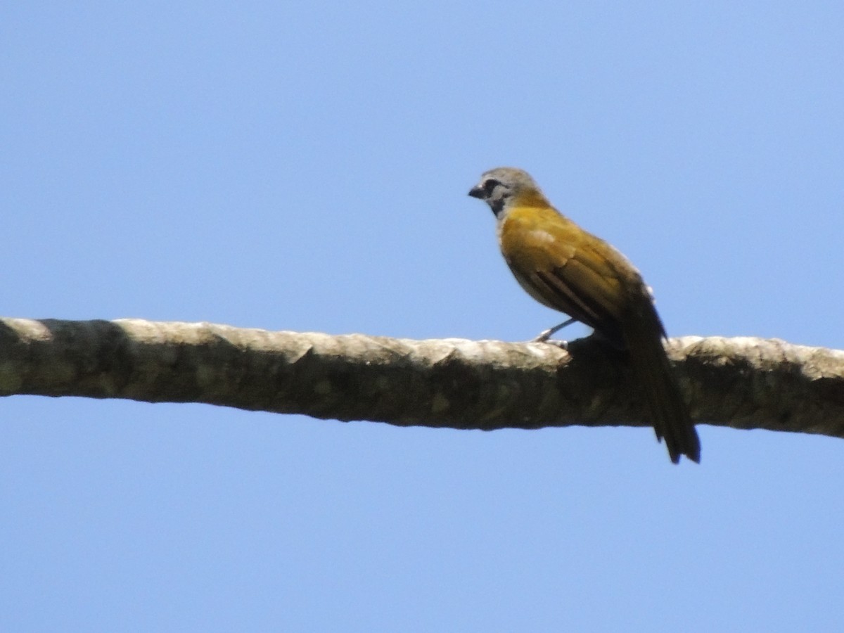 Buff-throated Saltator - Roger Lambert