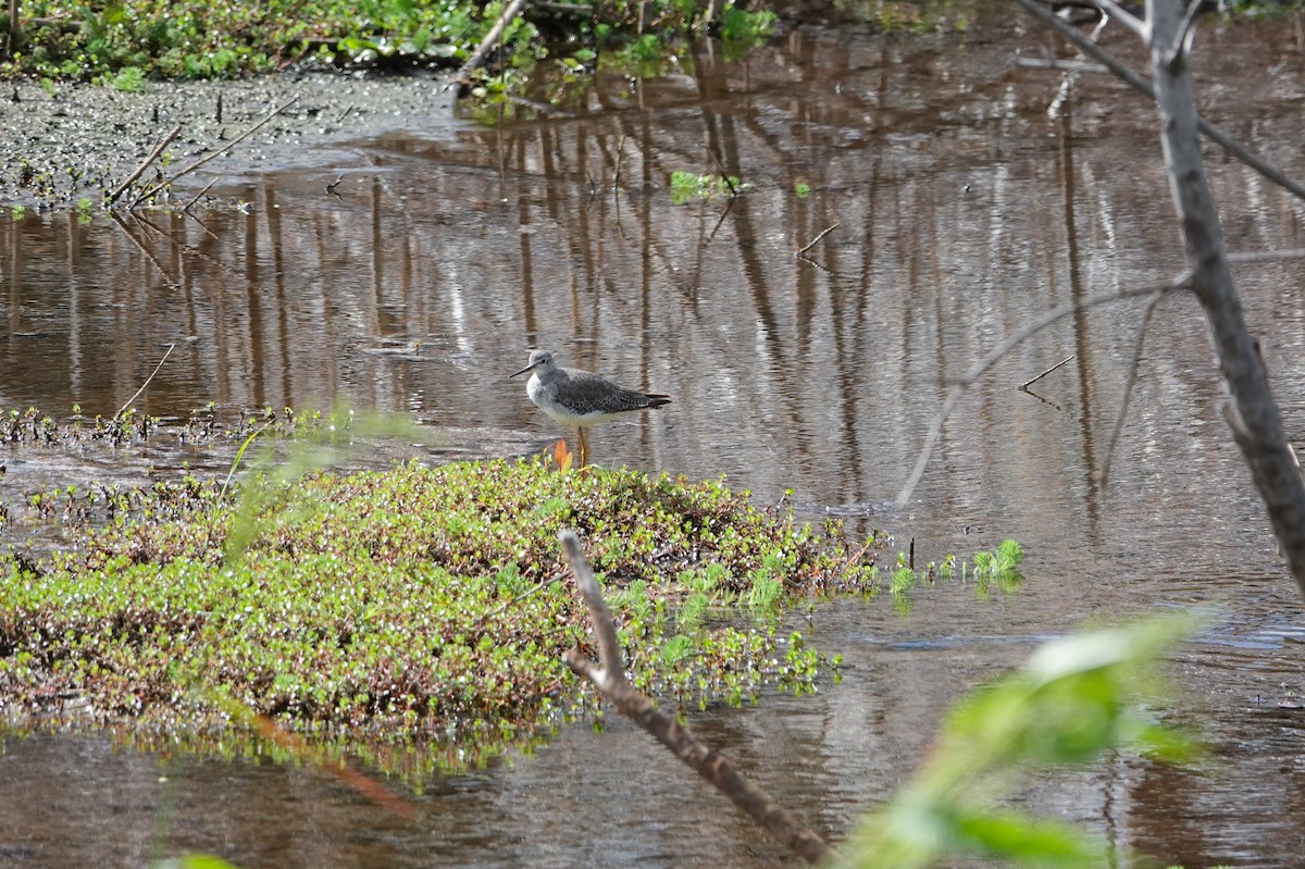 Greater Yellowlegs - Michon Floreani