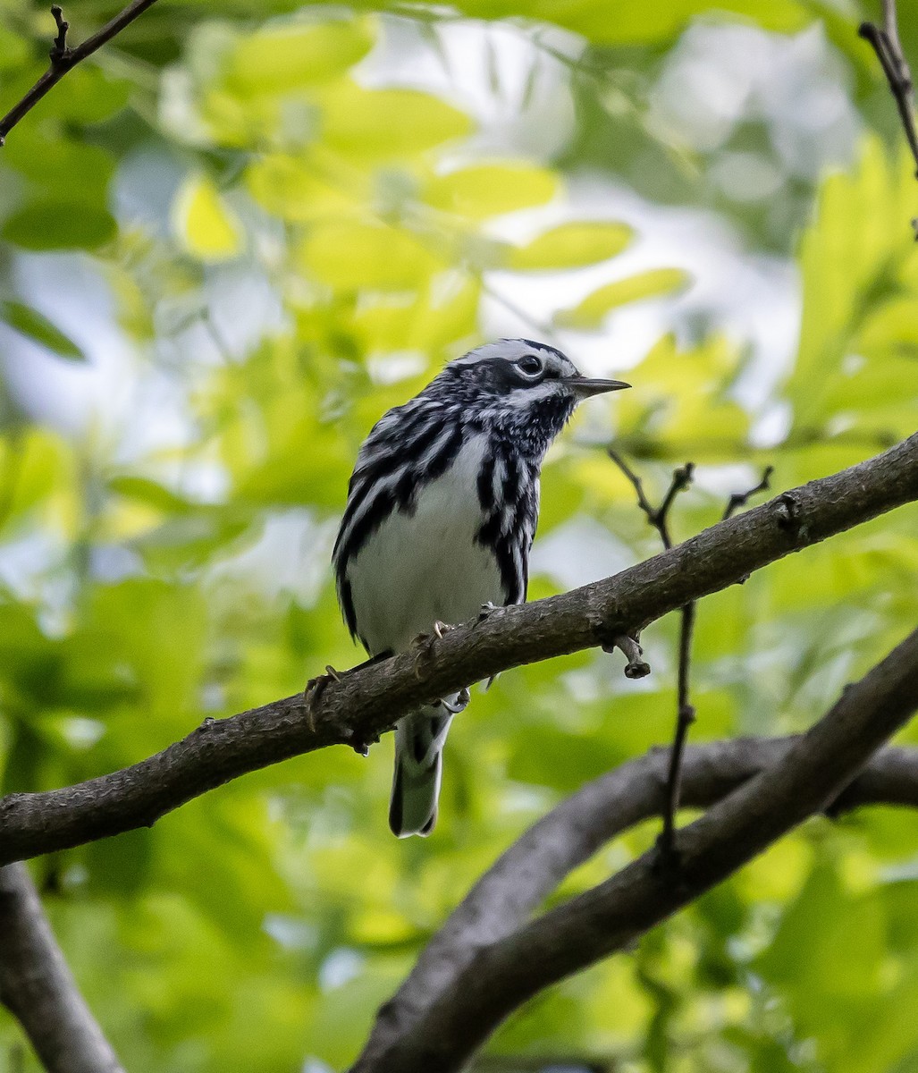 Black-and-white Warbler - Mark Strittmatter