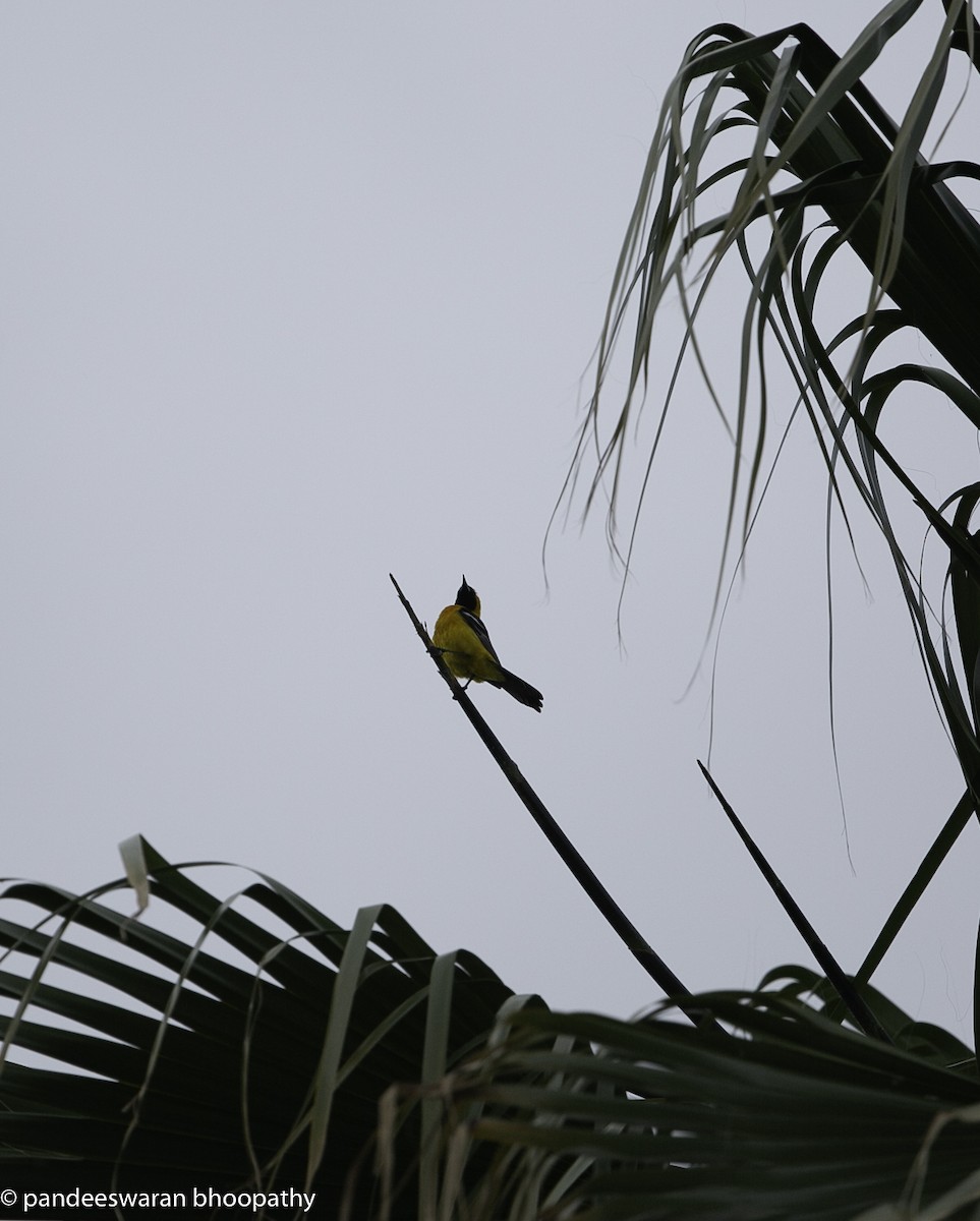 Hooded Oriole - Pandeeswaran  Bhoopathy