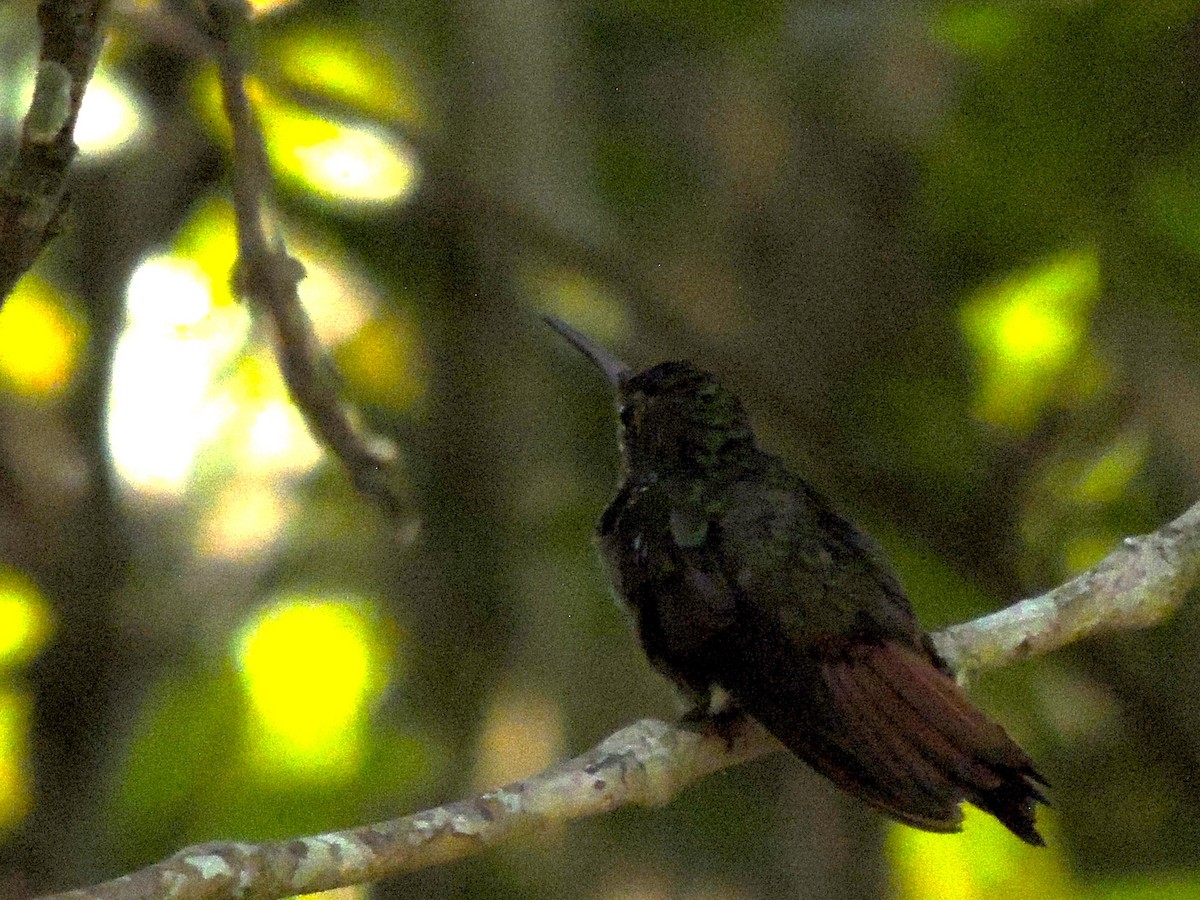 Rufous-tailed Hummingbird - Roger Lambert