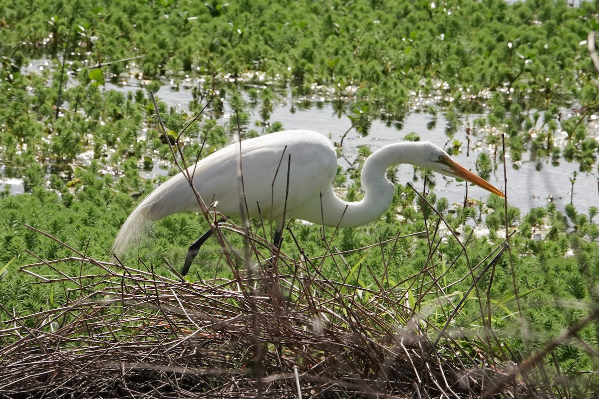 Great Egret - Michon Floreani