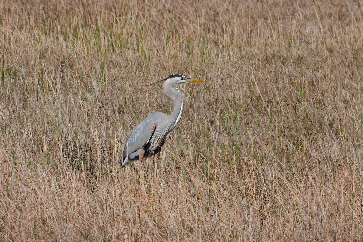 Great Blue Heron - Michon Floreani