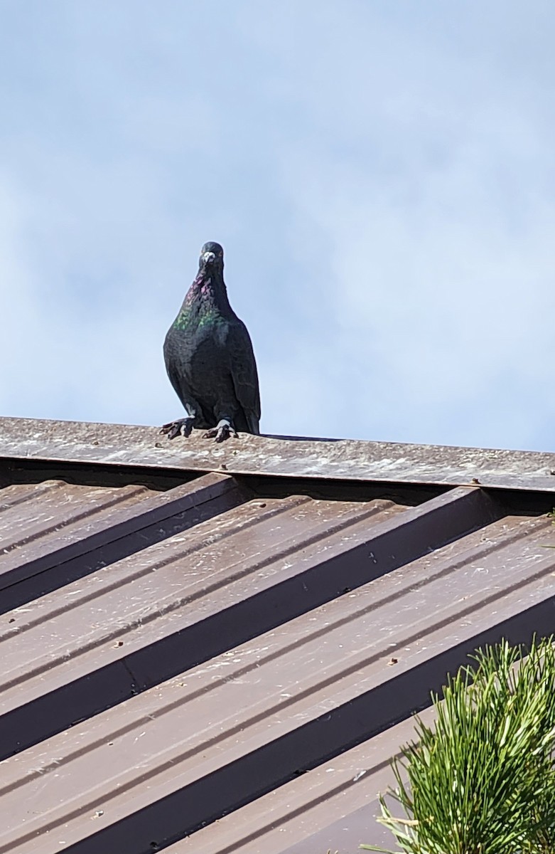 Rock Pigeon (Feral Pigeon) - Nancy Cox