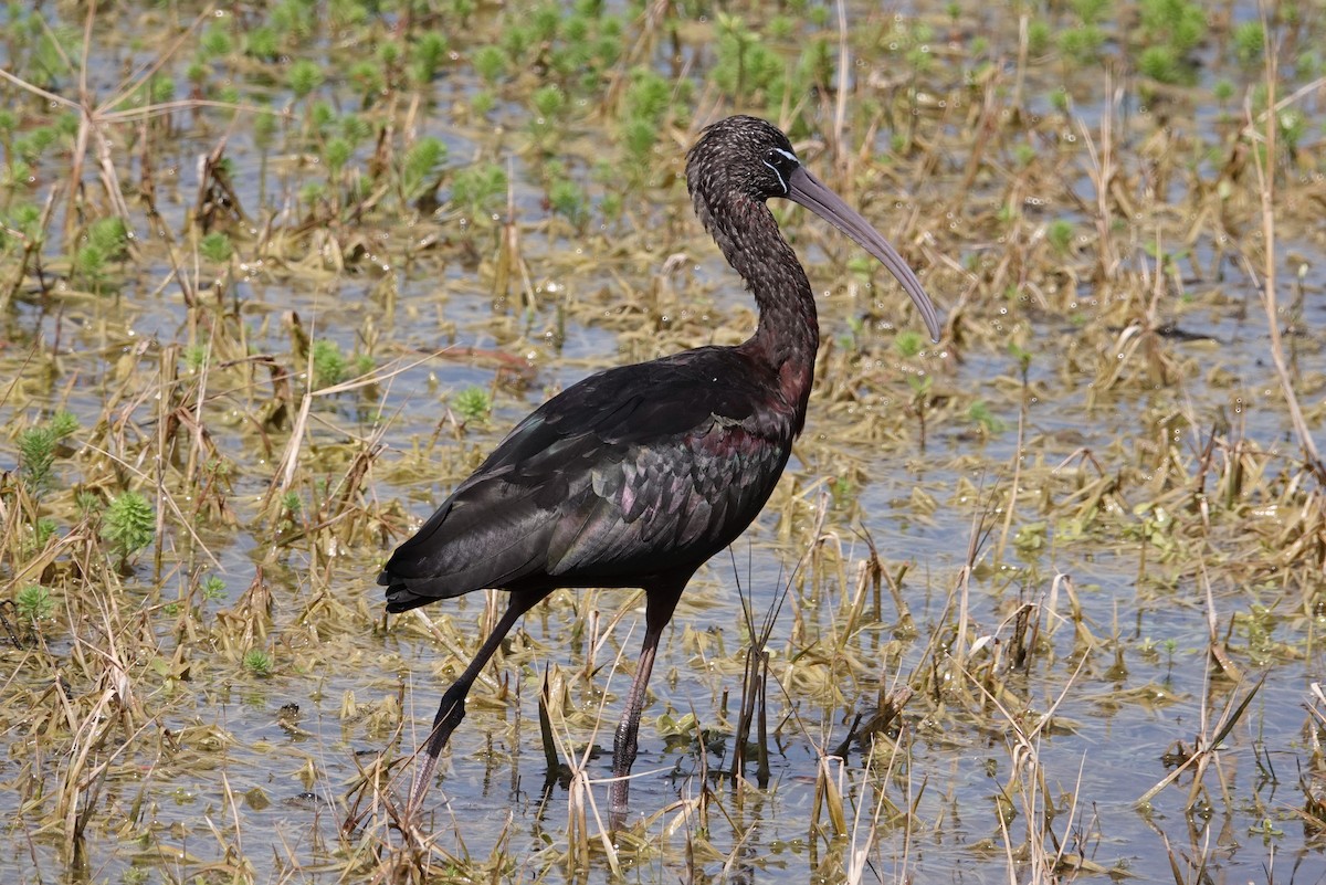 Glossy Ibis - Michon Floreani