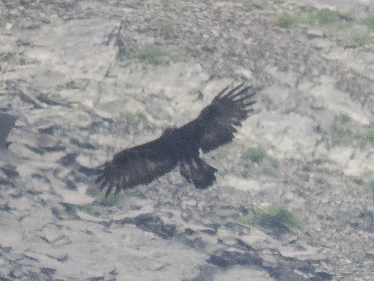 Golden Eagle - Abbas Mahjoob