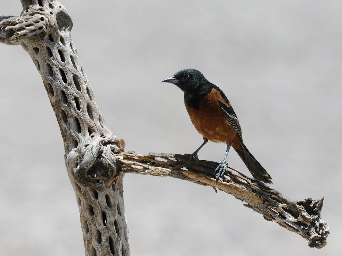 Orchard Oriole - ML619534457