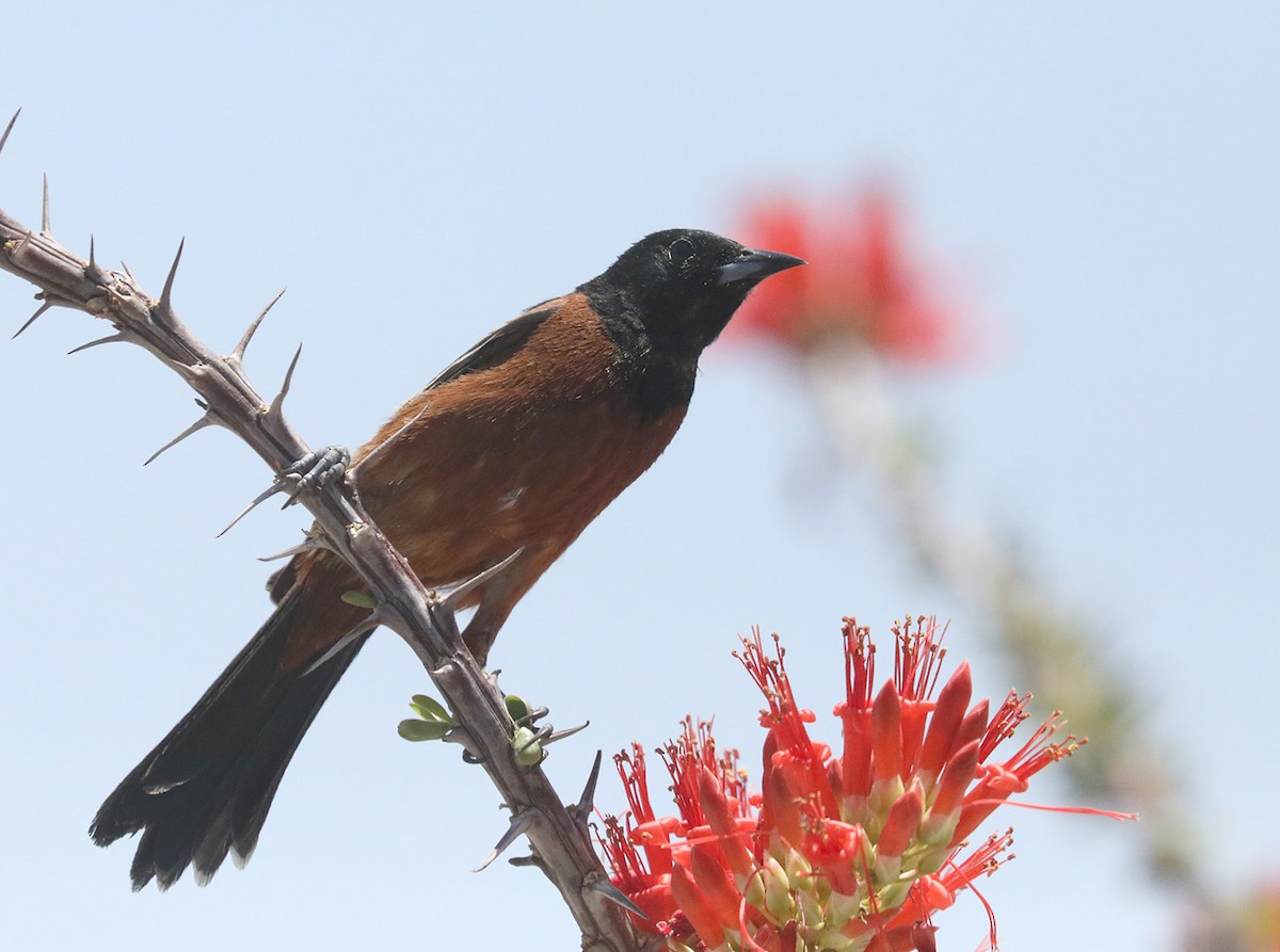 Orchard Oriole - ML619534458
