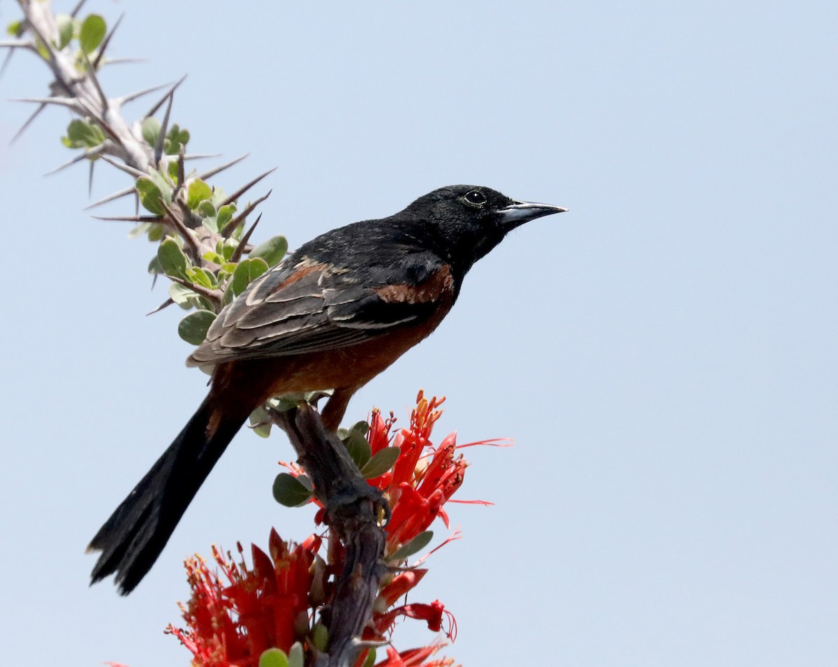 Orchard Oriole - ML619534459