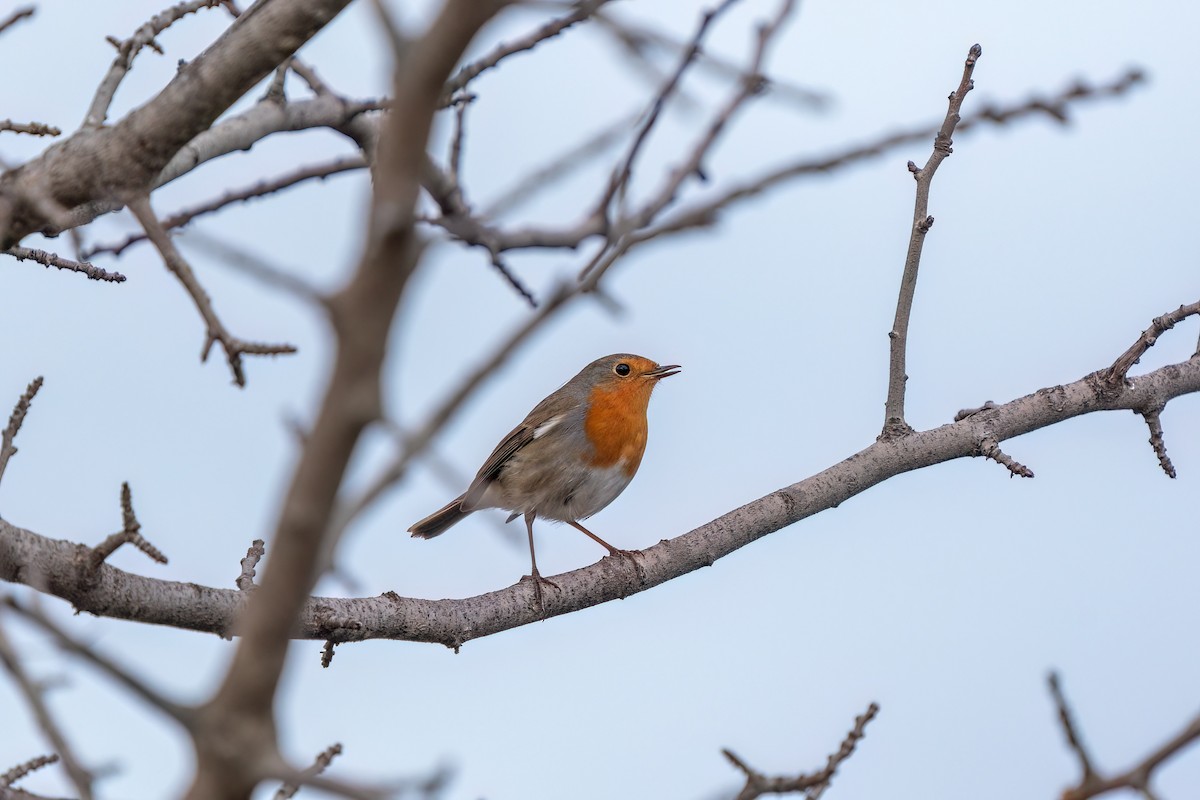 European Robin - ML619534460