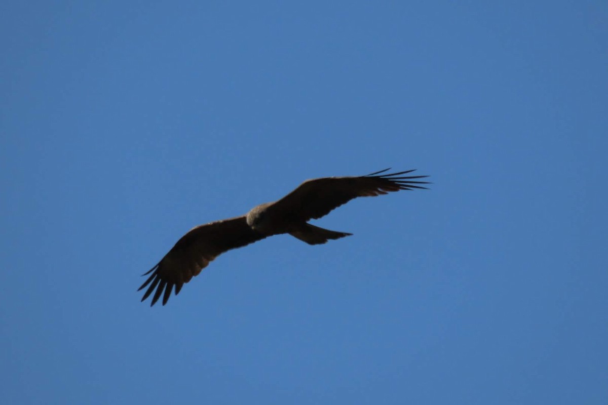 Black Kite - Rosa Benito Madariaga