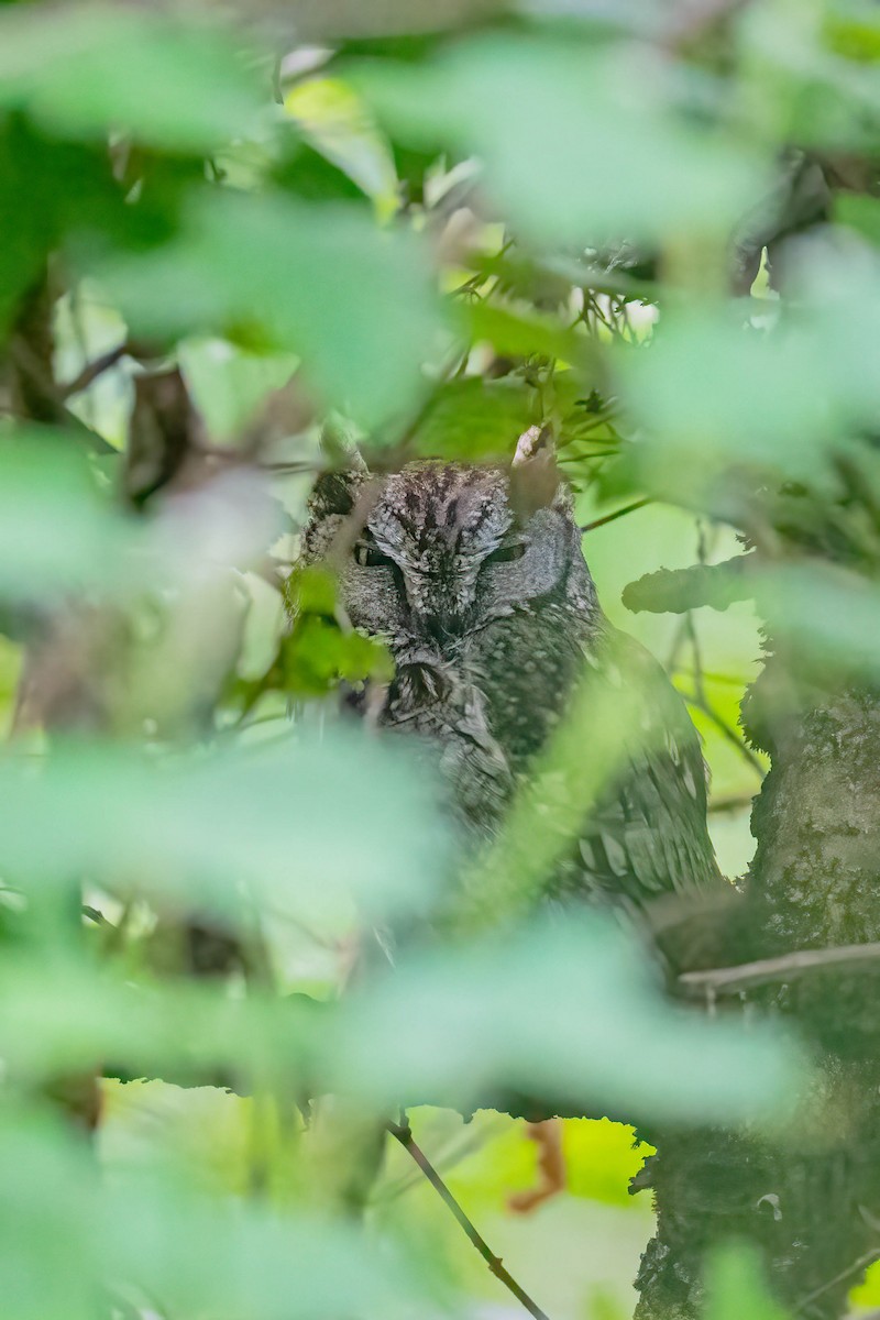 Western Screech-Owl - Gerry Meenaghan