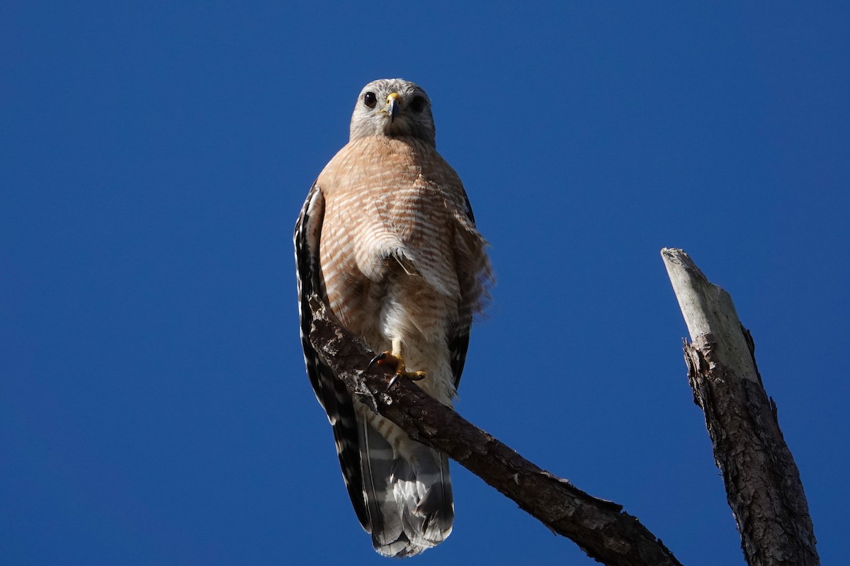 Red-shouldered Hawk - Michon Floreani