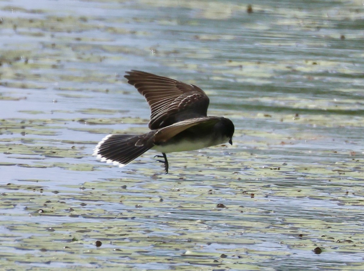 Eastern Kingbird - Charlie   Nims