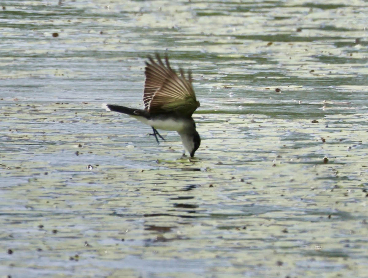 Eastern Kingbird - Charlie   Nims