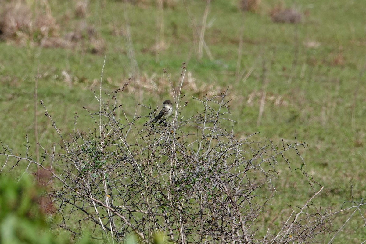 Eastern Phoebe - Michon Floreani