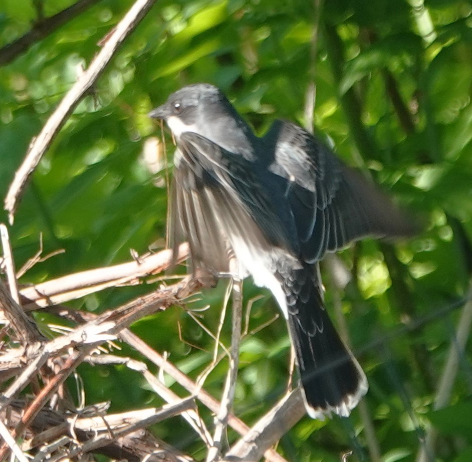 Eastern Kingbird - Peter Blancher