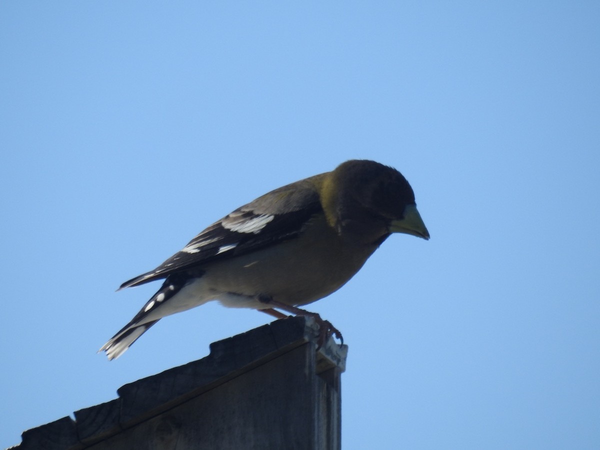 Evening Grosbeak - Forrest Luke