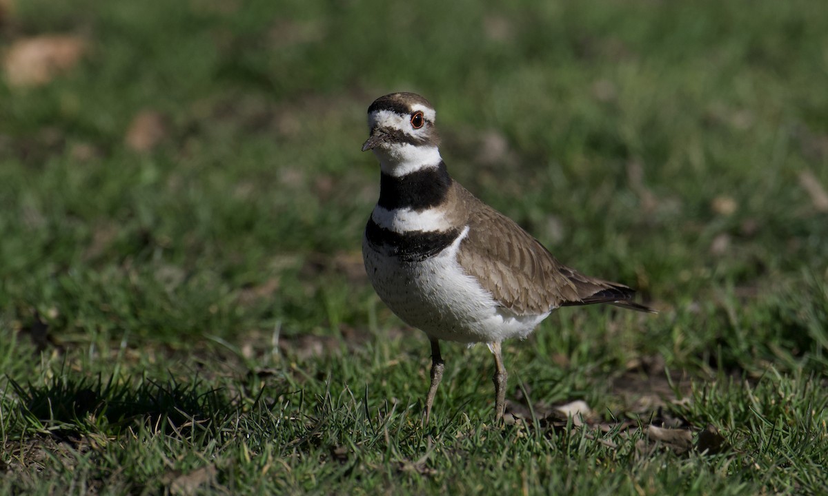 Killdeer - ML619534491