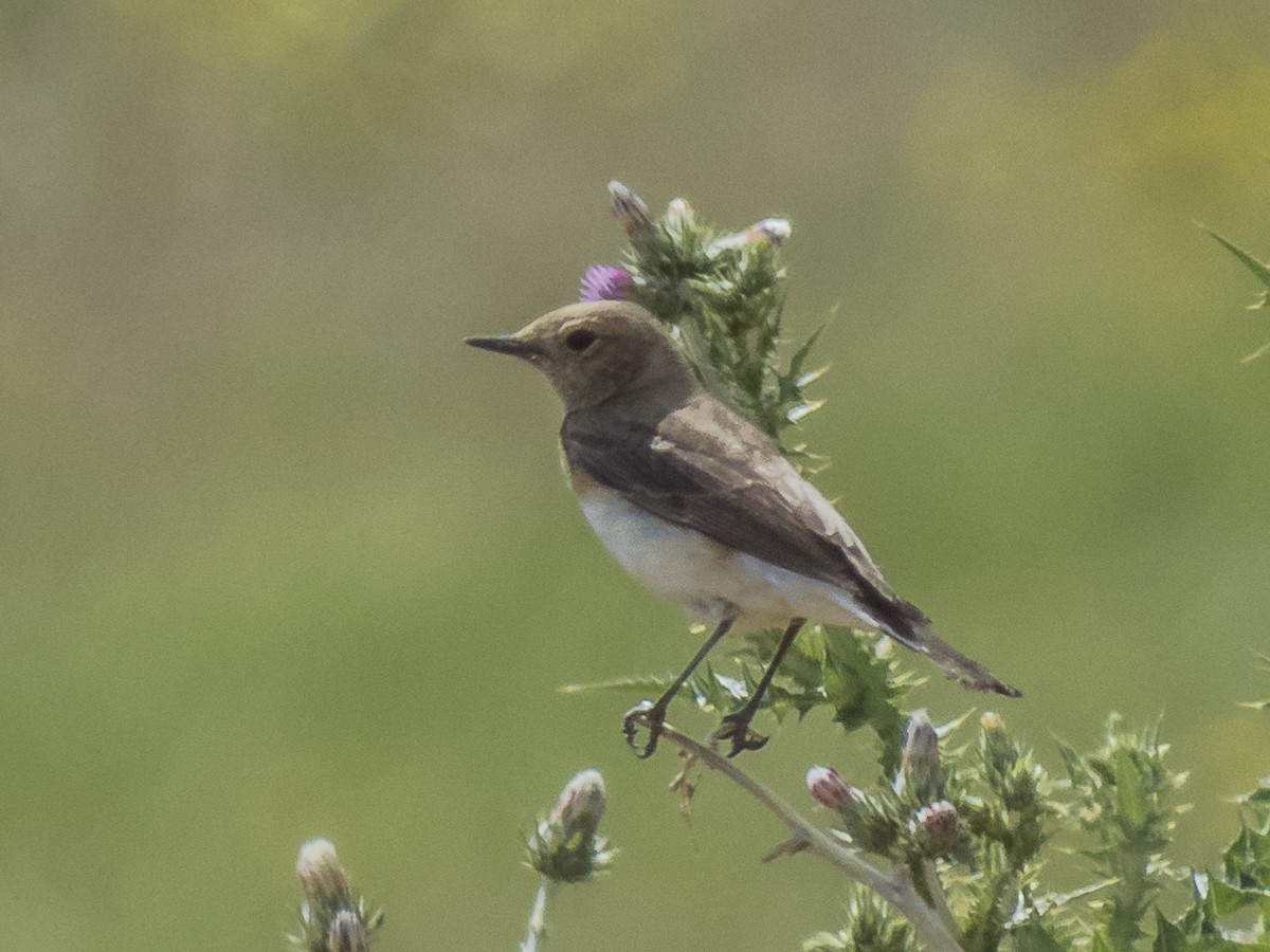 Pied Wheatear - Abbas Mahjoob