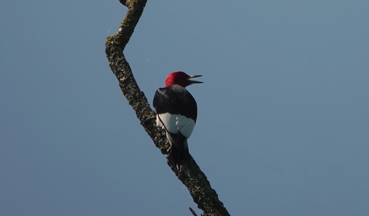 Red-headed Woodpecker - William Boyes