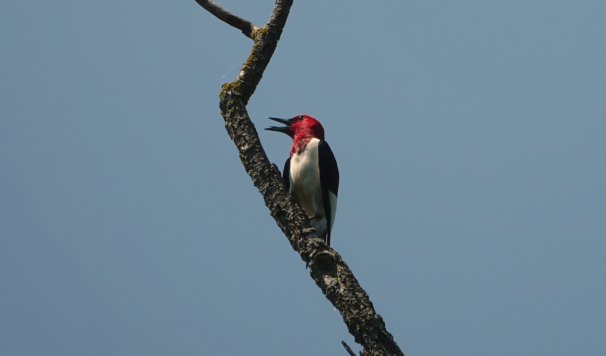 Red-headed Woodpecker - William Boyes