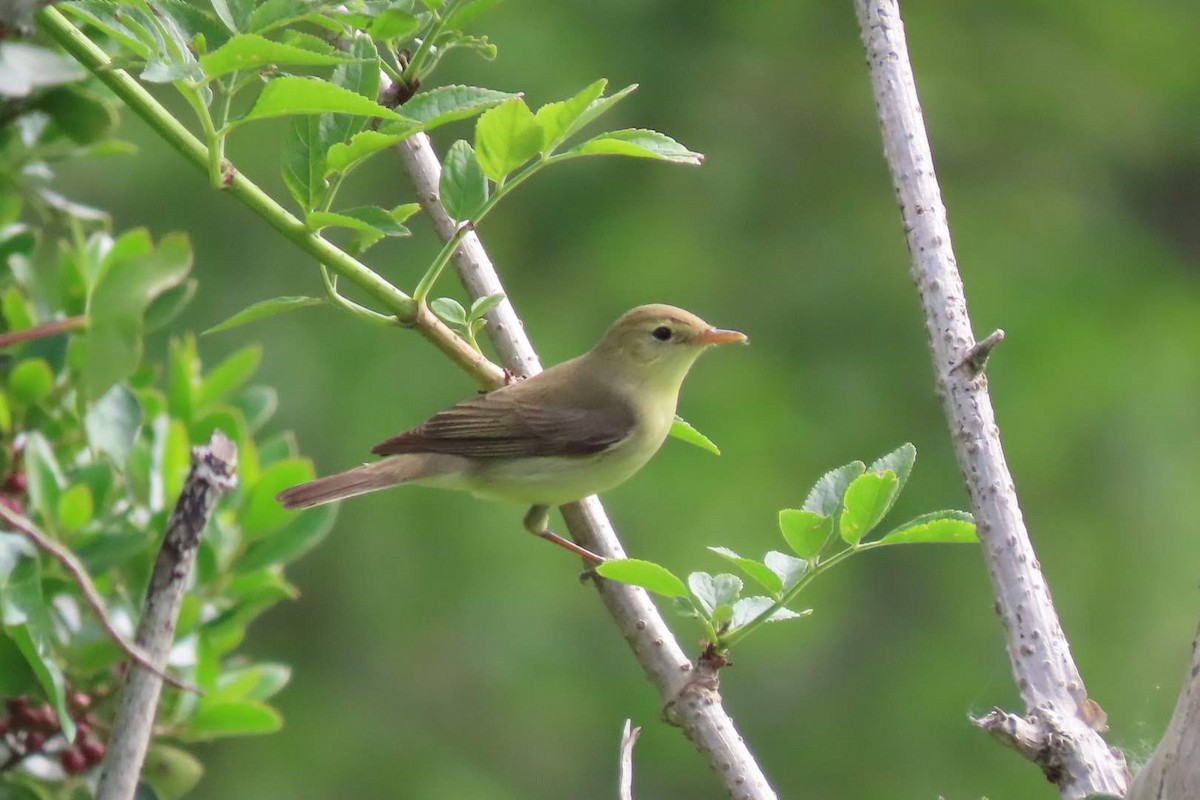 Melodious Warbler - Rosa Benito Madariaga