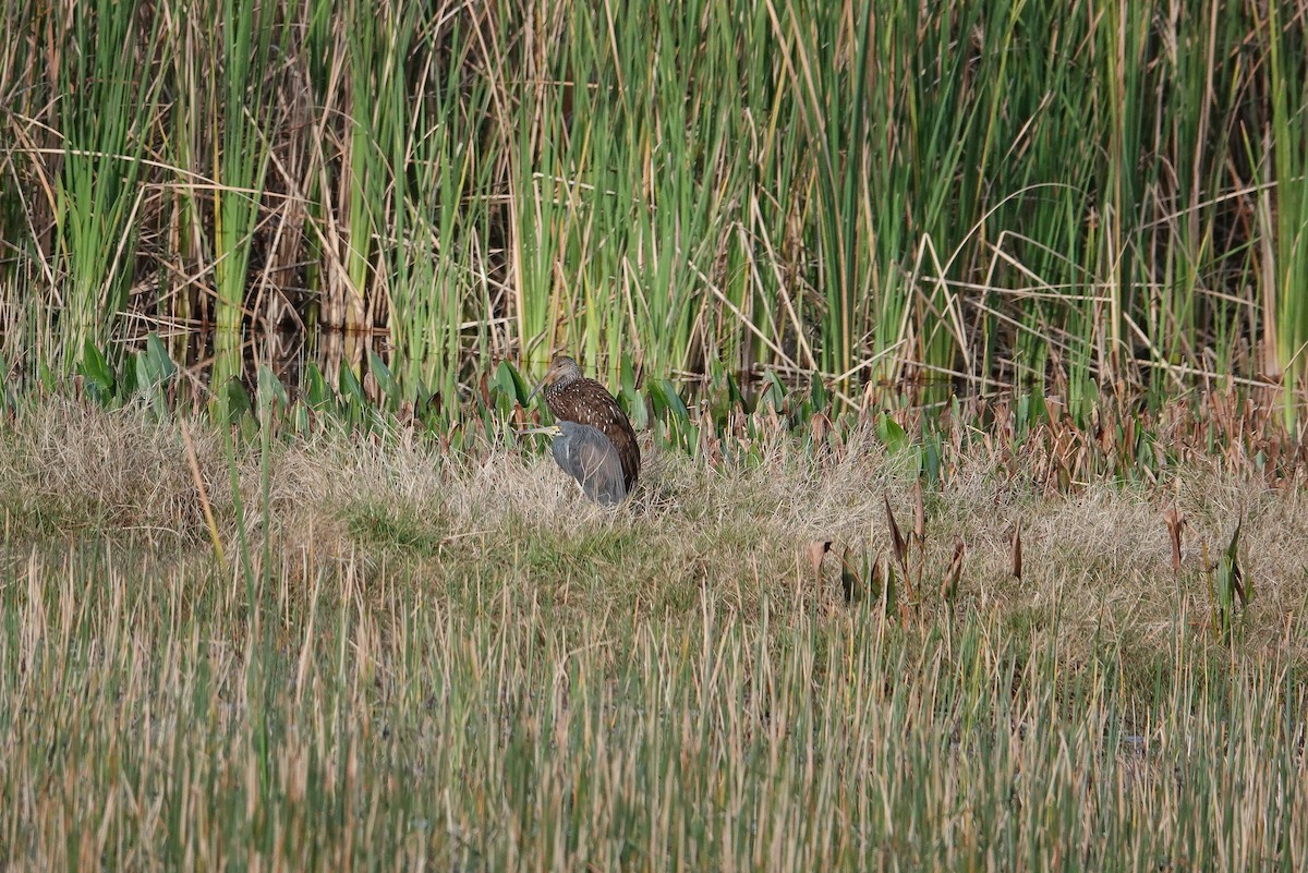 Tricolored Heron - Michon Floreani