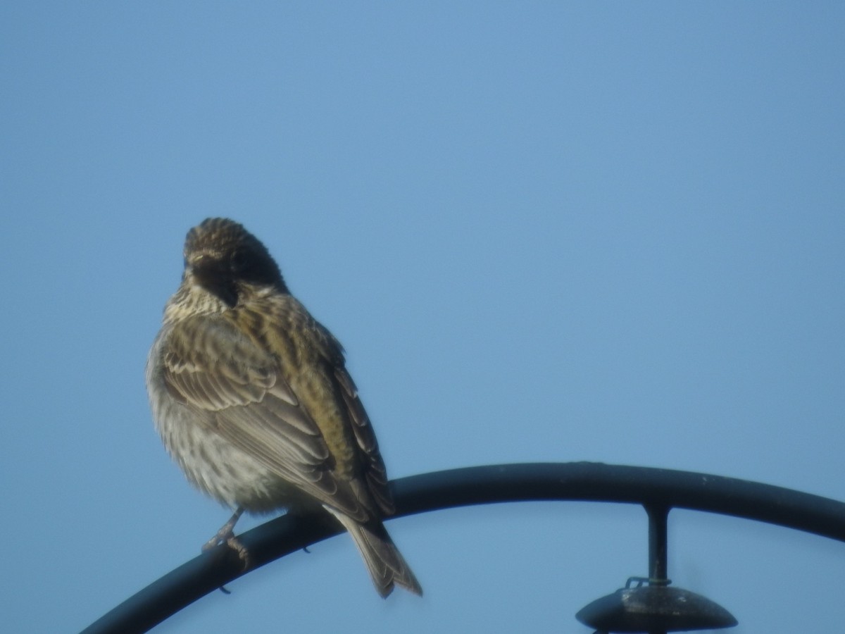 Pine Siskin - Forrest Luke