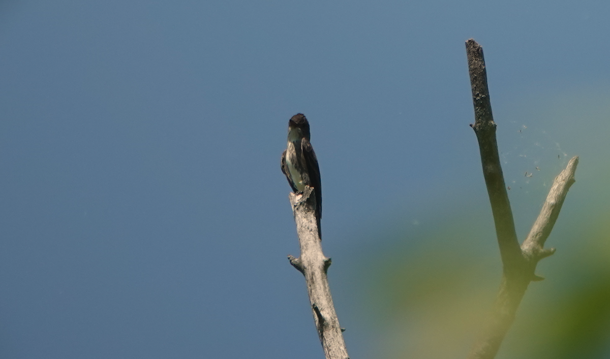 Olive-sided Flycatcher - William Boyes