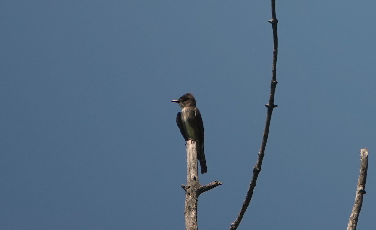 Olive-sided Flycatcher - William Boyes