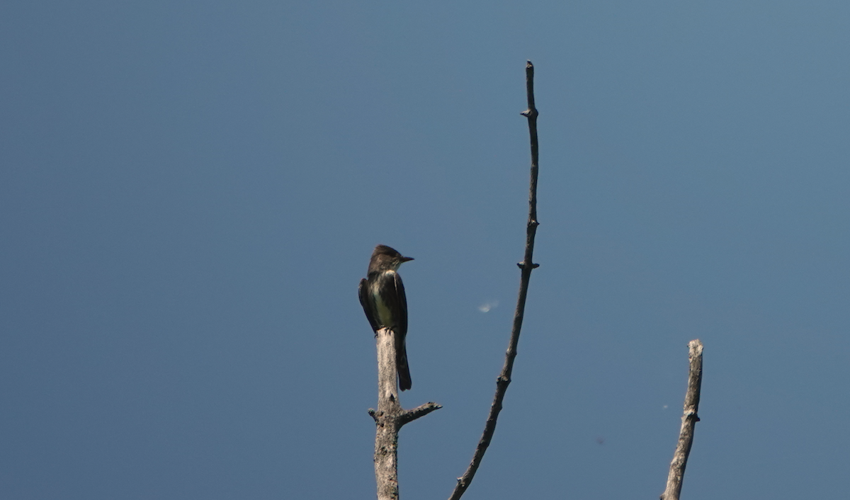 Olive-sided Flycatcher - William Boyes