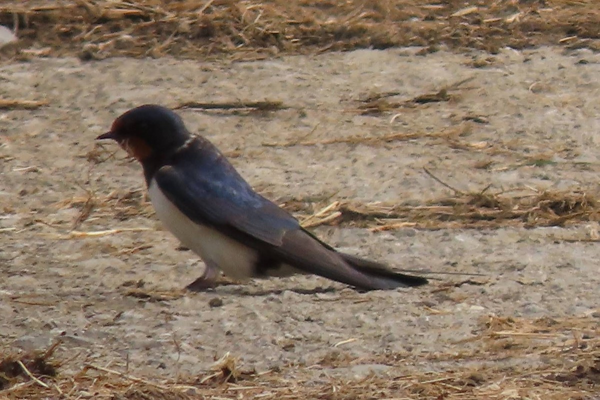 Barn Swallow - Rosa Benito Madariaga