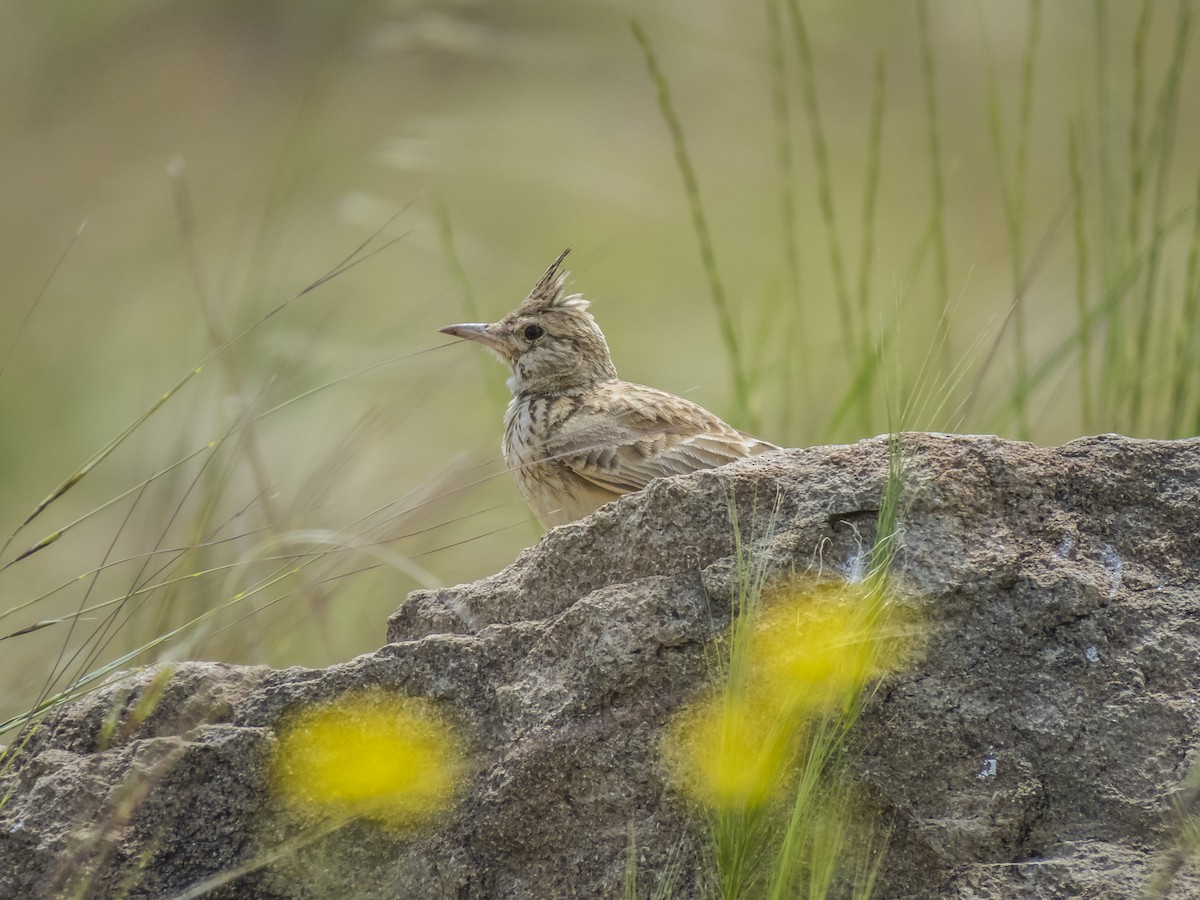 Crested Lark - Abbas Mahjoob